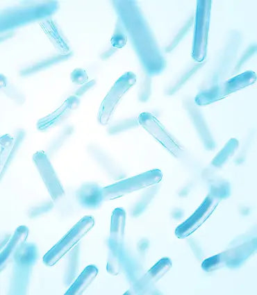 Lactobacillus Acidophilus